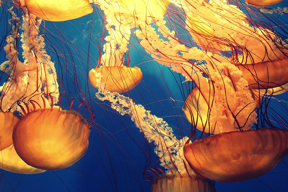 Golden Jellyfish art print by Artographie for $57.95 CAD