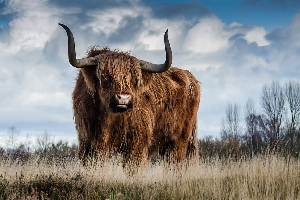 Highland Bull art print by Artographie for $57.95 CAD