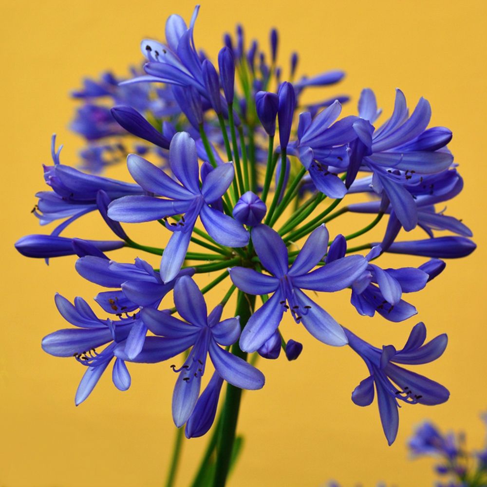 Blue African Lily art print by Artographie for $57.95 CAD