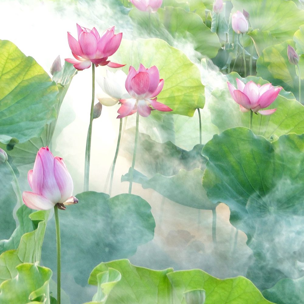 Lotus Flowers art print by Artographie for $57.95 CAD