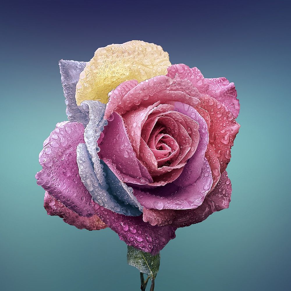 Multi Color Rose art print by Artographie for $57.95 CAD