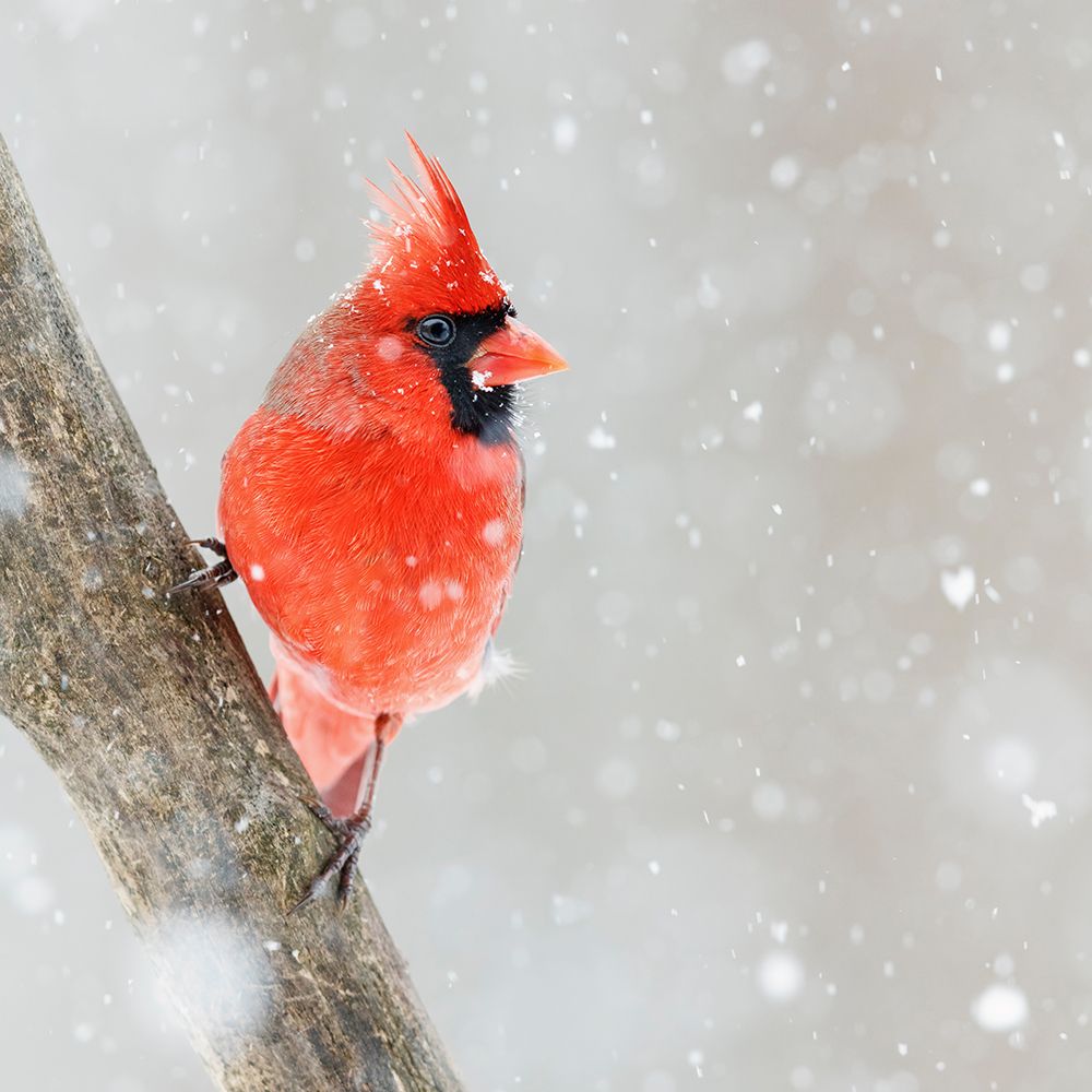 Northern Red Cardinal Bird art print by Artographie for $57.95 CAD
