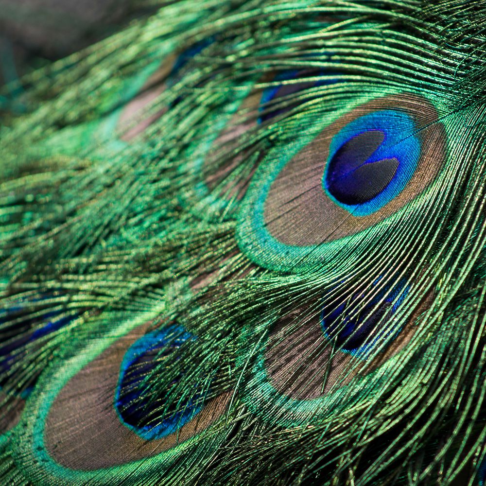 Peacock Eye Feathers art print by Artographie for $57.95 CAD