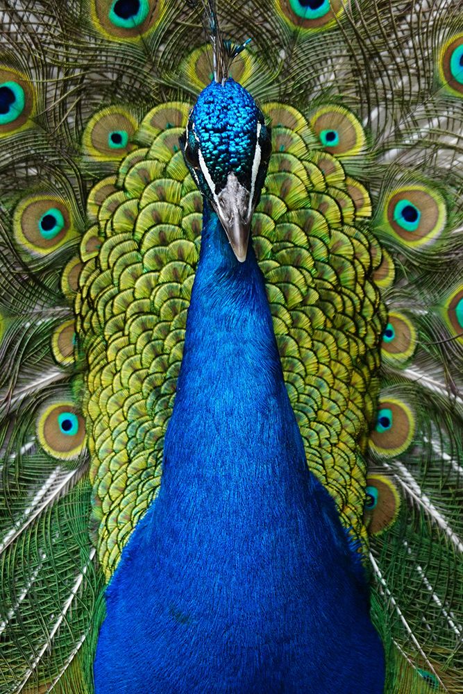 Peacock Portrait art print by Artographie for $57.95 CAD