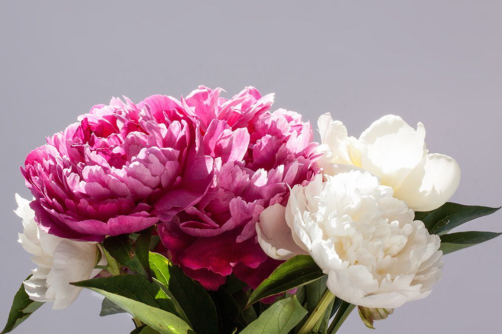 Pink and White Peonies art print by Artographie for $57.95 CAD