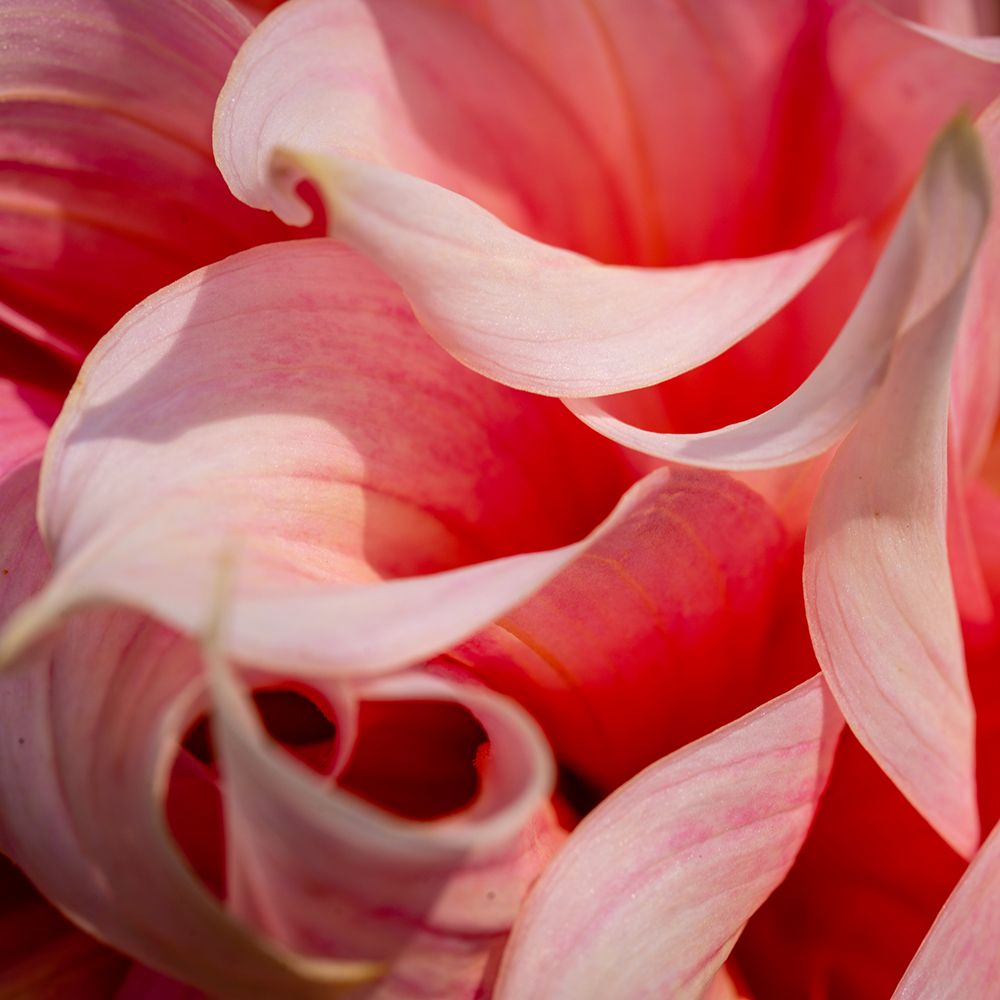 Pink Flower Macro art print by Artographie for $57.95 CAD