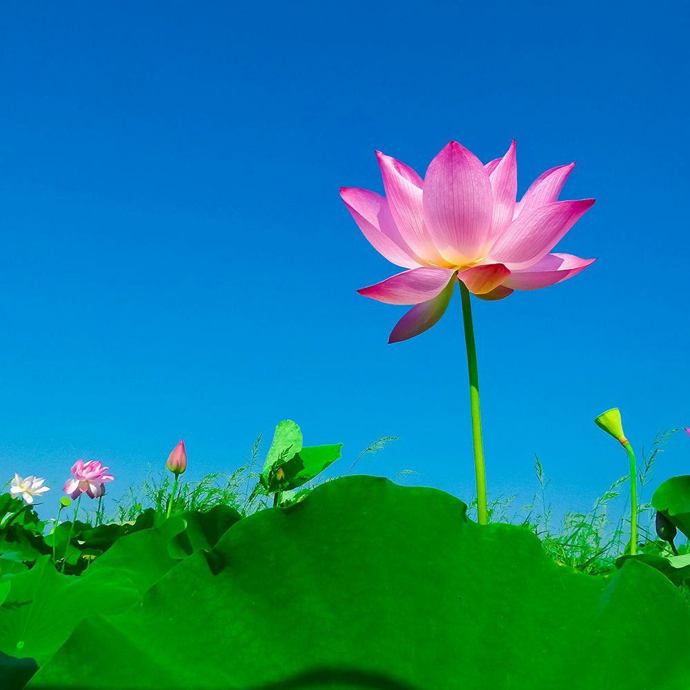 Pink Lotus art print by Artographie for $57.95 CAD