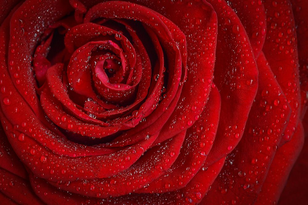 Red Rose in Rain art print by Artographie for $57.95 CAD
