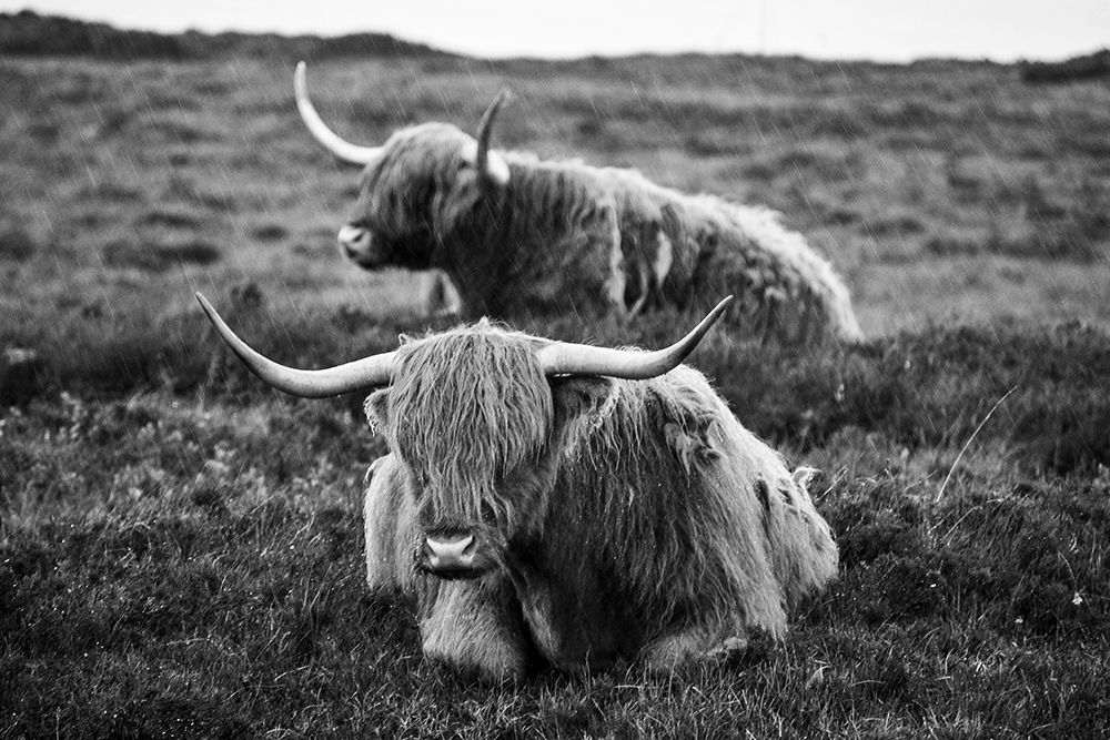 Resting in the Highlands art print by Artographie for $57.95 CAD