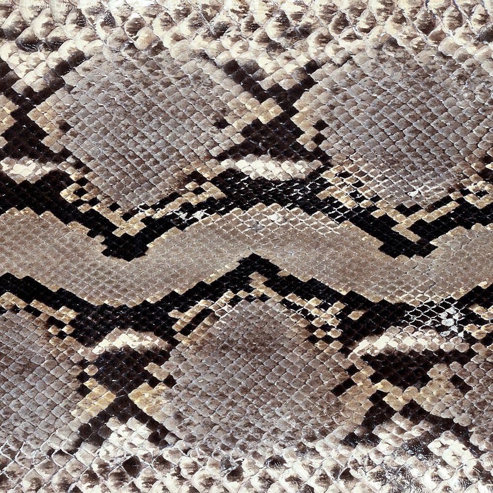 Snake Skin art print by Artographie for $57.95 CAD