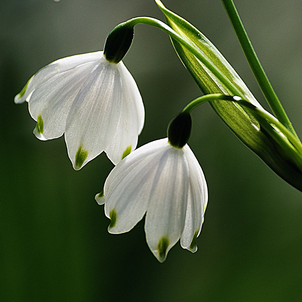 Snowdrops art print by Artographie for $57.95 CAD