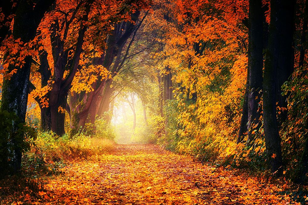 The Secret Path in Fall art print by Artographie for $57.95 CAD