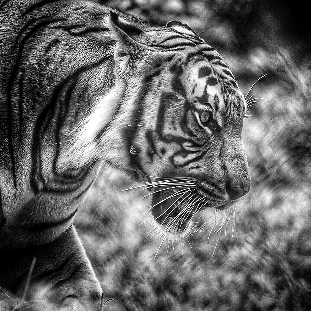 Tiger art print by Artographie for $57.95 CAD