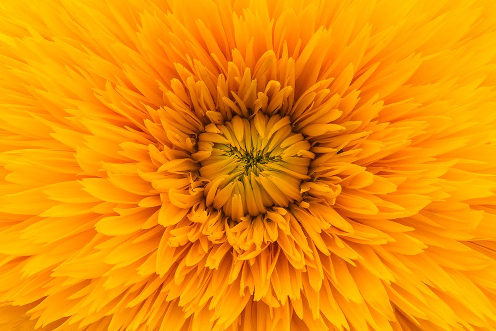 Yellow Macro Bloom art print by Artographie for $57.95 CAD