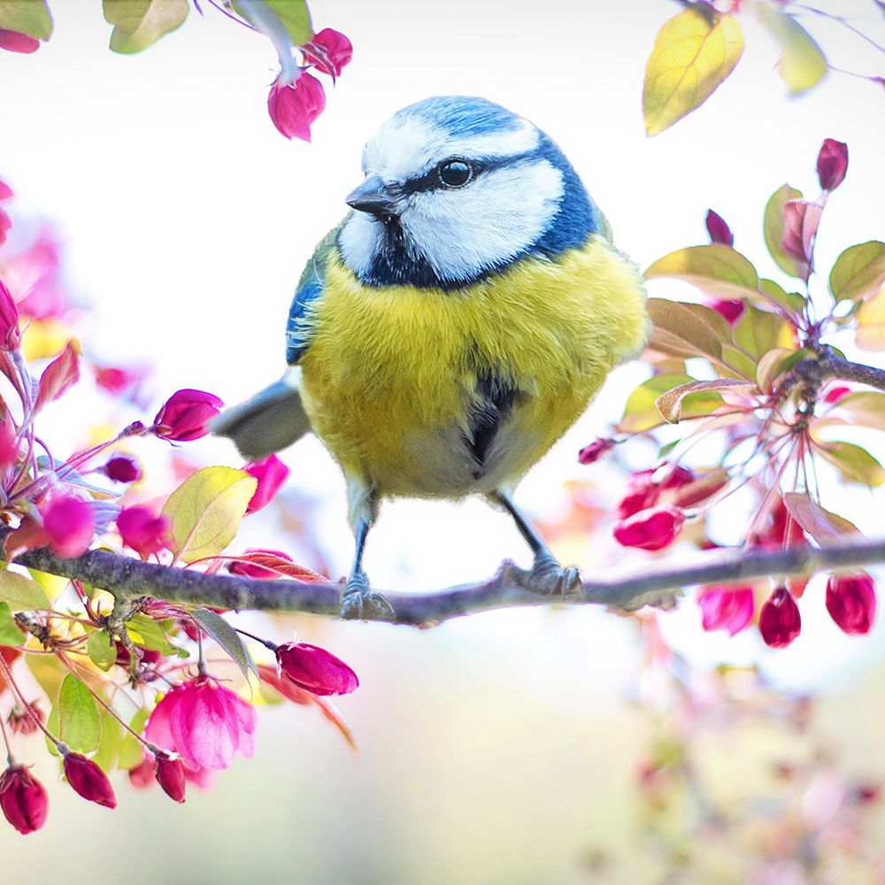 Yellow Tit Bird art print by Artographie for $57.95 CAD