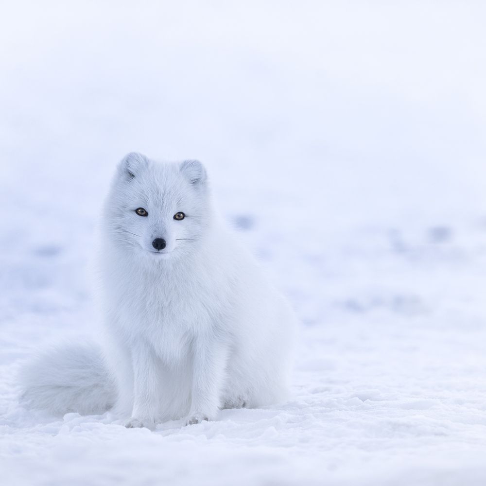 Young Arctic Fox art print by Artographie for $57.95 CAD