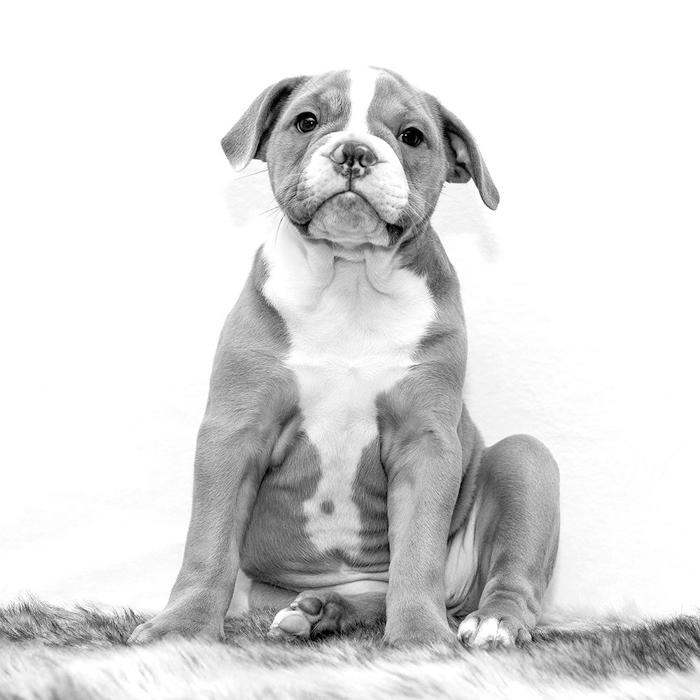 Young Bulldog art print by Artographie for $57.95 CAD