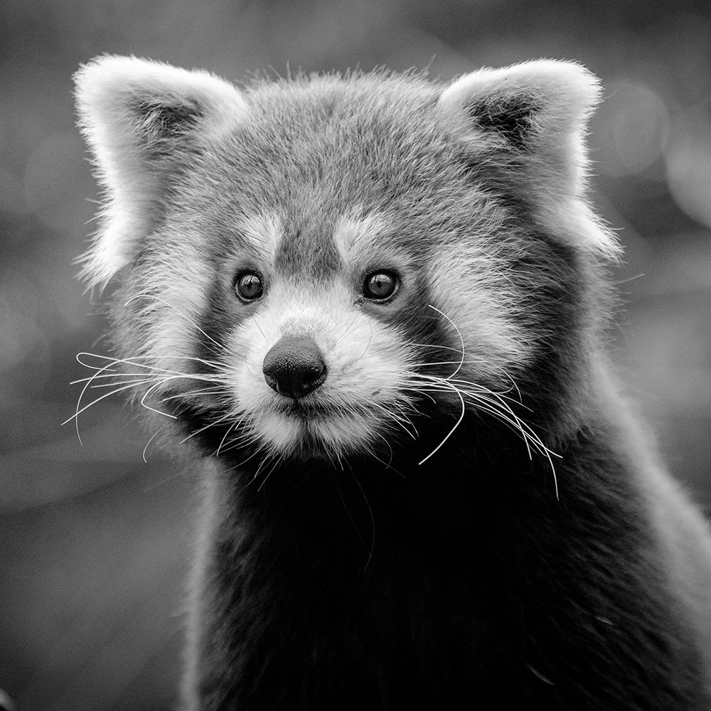 Young Red Panda BW art print by Artographie for $57.95 CAD