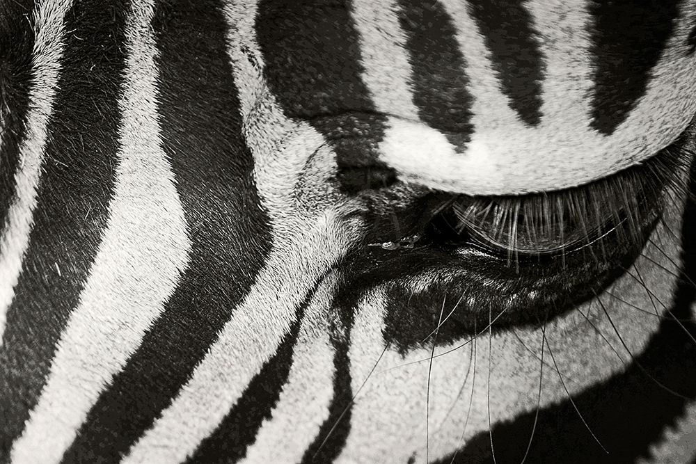 Zebra Closeup II art print by Artographie for $57.95 CAD