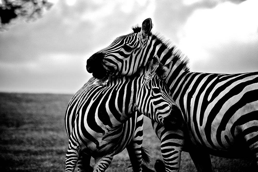 Zebra Love art print by Artographie for $57.95 CAD