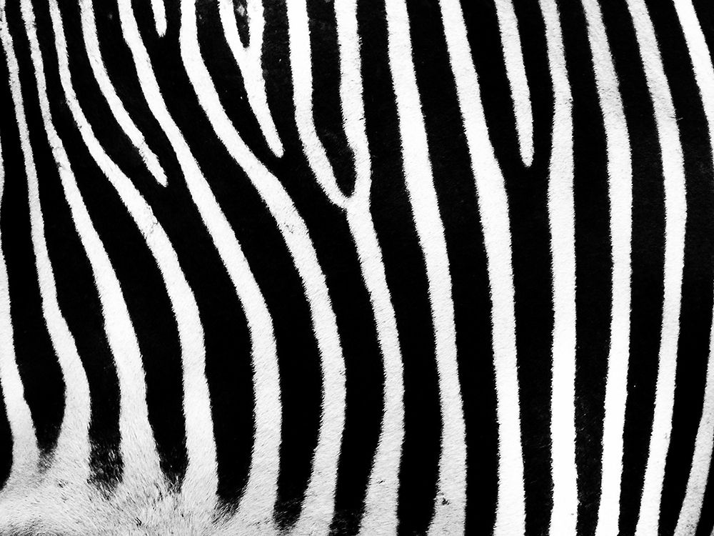 Zebra stripe closeup art print by Artographie for $57.95 CAD