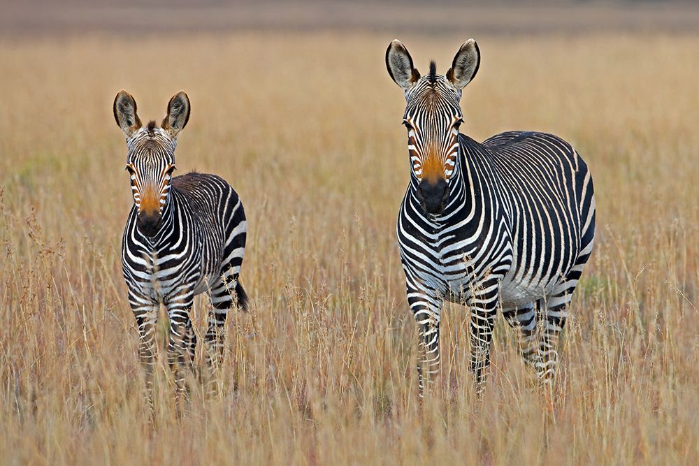 Zebras on the Savana art print by Artographie for $57.95 CAD