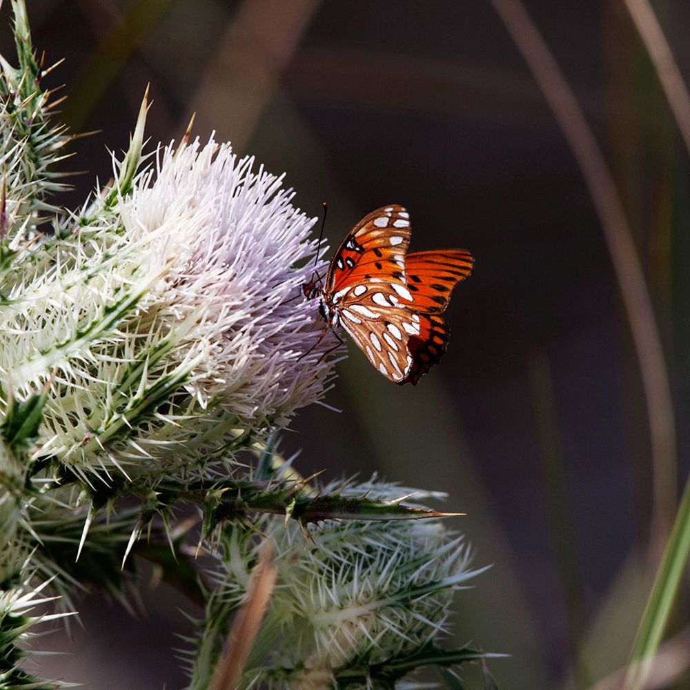 Thistle Bloom and a Gulf Fritillary Butterfly at Merritt Island National Wildlife Refuge in Florida art print by NASA for $57.95 CAD