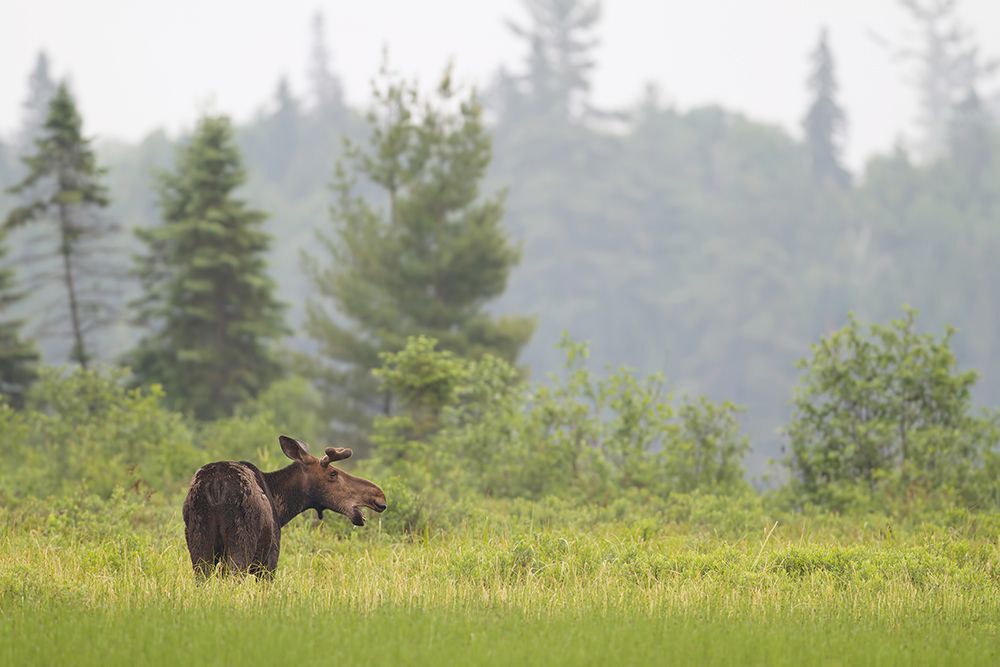 Algonquin Park Moose in Marsh art print by Jim Cumming for $57.95 CAD