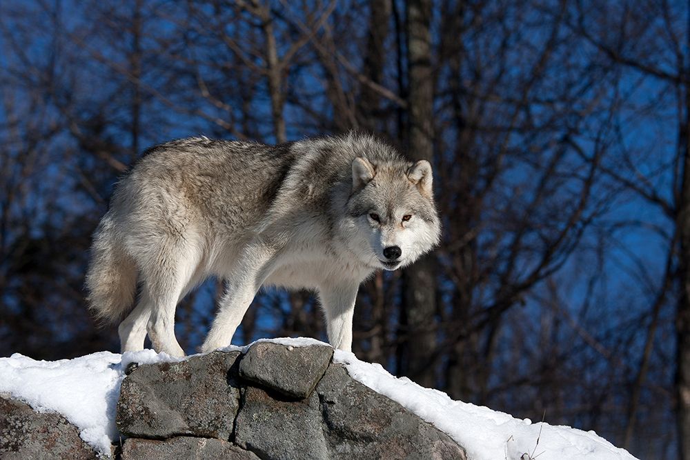 Arctic Wolf in Winter art print by Jim Cumming for $57.95 CAD