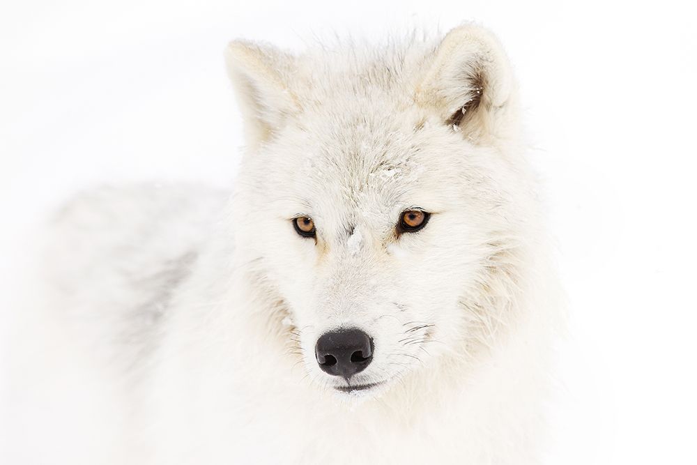 Arctic Wolf art print by Jim Cumming for $57.95 CAD