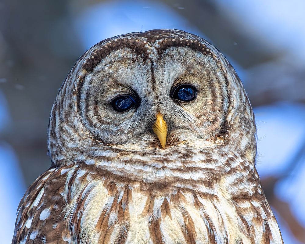 Barred Owl Eyes art print by Jim Cumming for $57.95 CAD