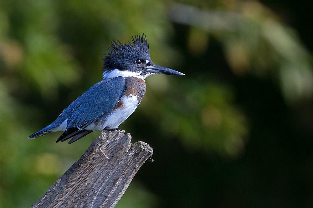 Belted Kingfisher art print by Jim Cumming for $57.95 CAD