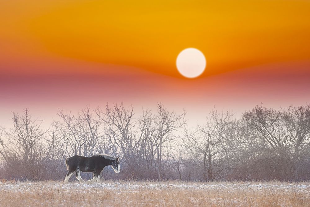 Clydesdale Horse at Sunset art print by Jim Cumming for $57.95 CAD