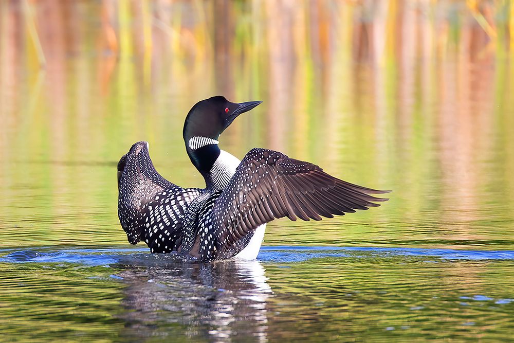 Common Loon Flapping I art print by Jim Cumming for $57.95 CAD