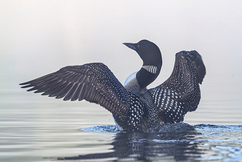 Common Loon Flapping II art print by Jim Cumming for $57.95 CAD