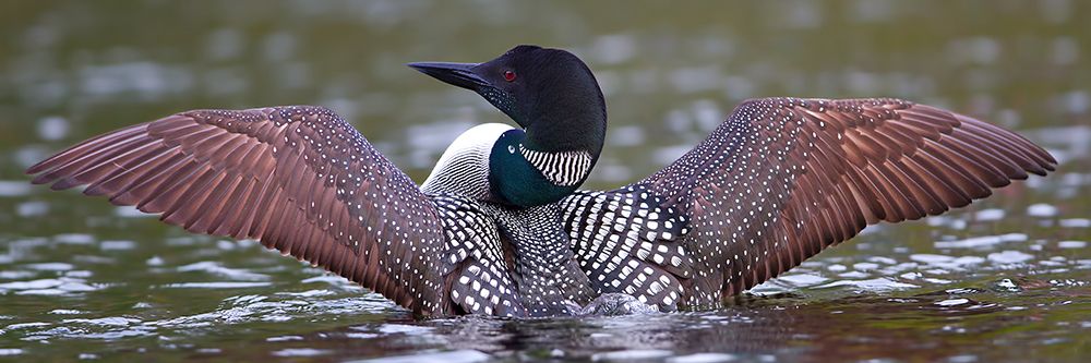 Common Loon Flapping III art print by Jim Cumming for $57.95 CAD