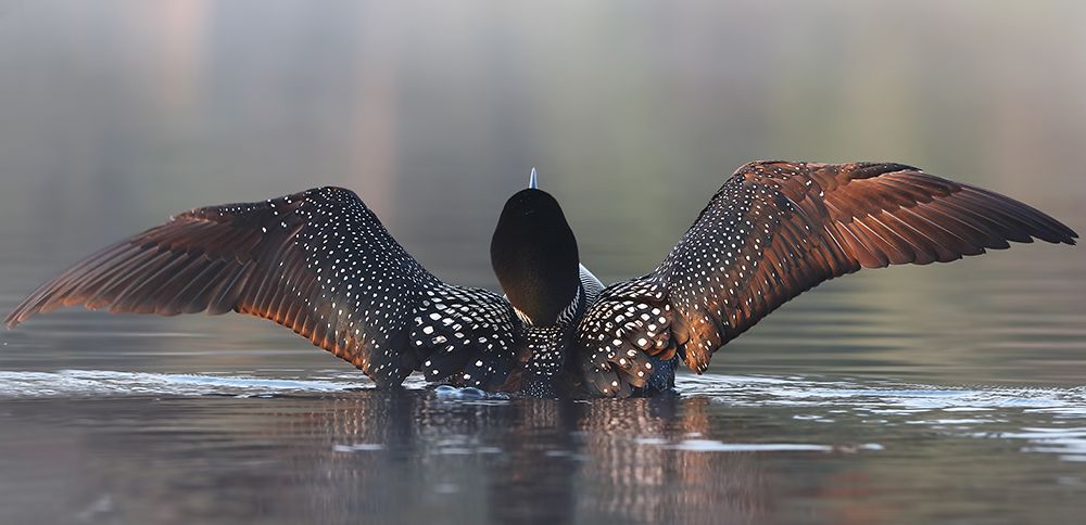 Common Loon Flapping IV art print by Jim Cumming for $57.95 CAD