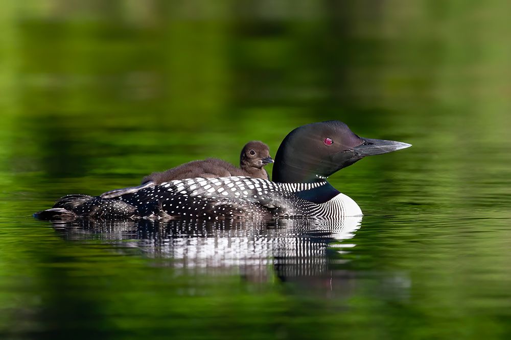 Common Loon with Chick I art print by Jim Cumming for $57.95 CAD