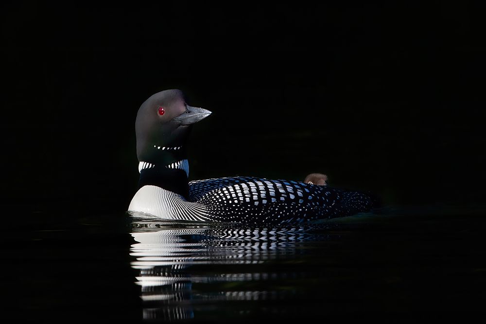 Common Loon with Chick II art print by Jim Cumming for $57.95 CAD