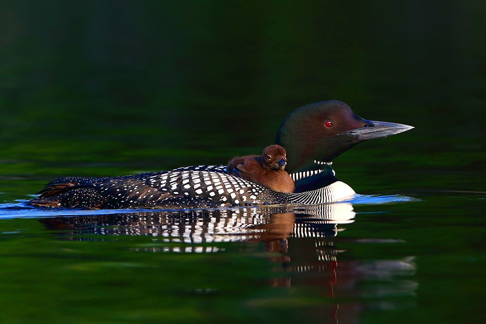 Common Loon with Chick III art print by Jim Cumming for $57.95 CAD