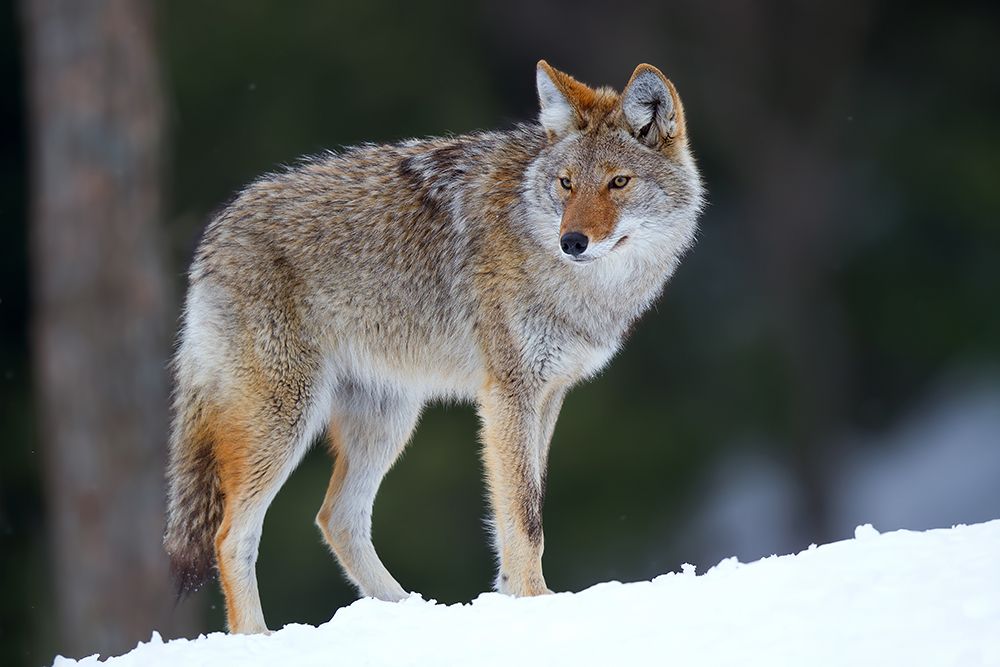 Coyote in Winter I art print by Jim Cumming for $57.95 CAD