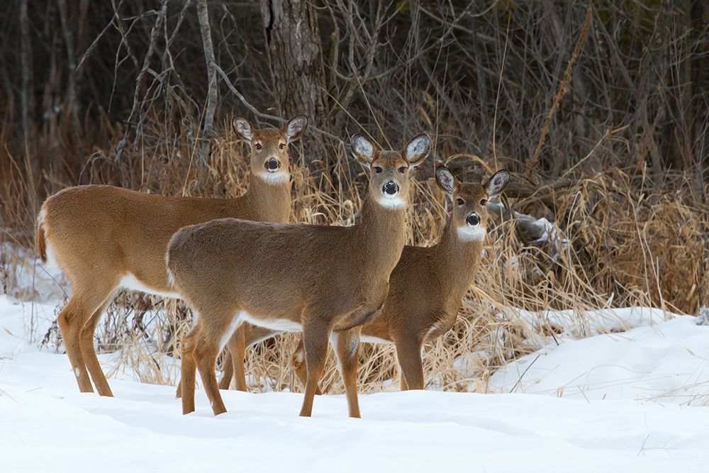 Doe Re Mi Deer art print by Jim Cumming for $57.95 CAD