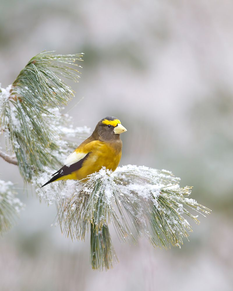 Evening Grosbeak in Algonquin Park art print by Jim Cumming for $57.95 CAD