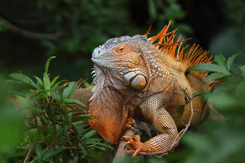 Green Iguana Costa Rica art print by Jim Cumming for $57.95 CAD