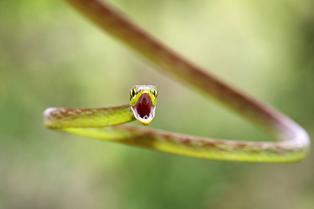 Green Parrot Snake Costa Rica art print by Jim Cumming for $57.95 CAD