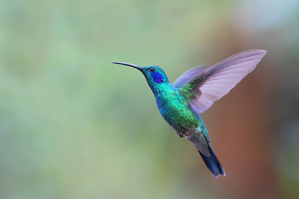 Green Violet Ear Hummingbird Costa Rica art print by Jim Cumming for $57.95 CAD