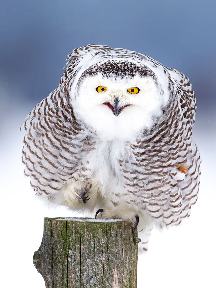 Happy Snowy Owl art print by Jim Cumming for $57.95 CAD