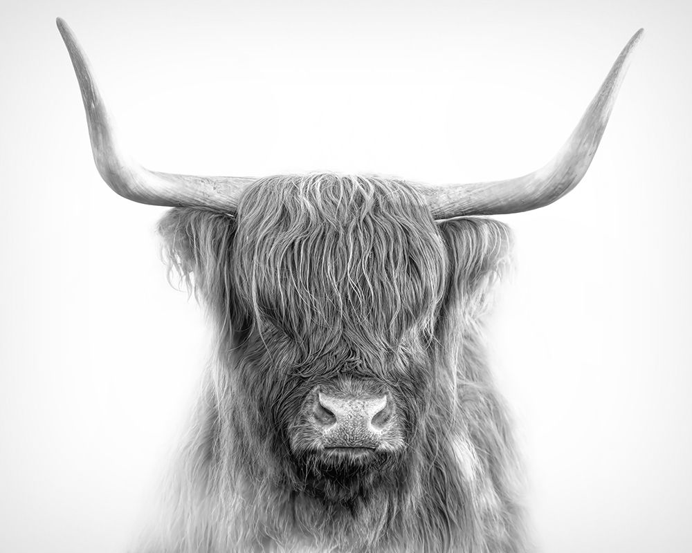 Highland Cow art print by Jim Cumming for $57.95 CAD