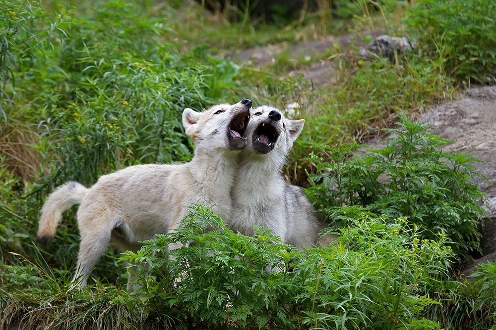 Howling Wolf Pups art print by Jim Cumming for $57.95 CAD