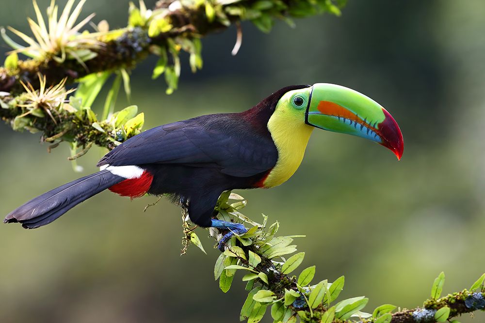 Keel Billed Toucan Costa Rica art print by Jim Cumming for $57.95 CAD